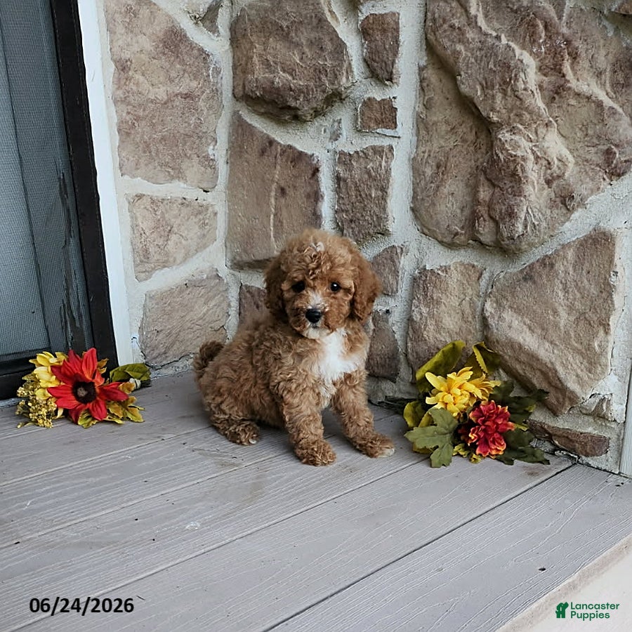 Mini Goldendoodle dogs Rosa - Ad 2