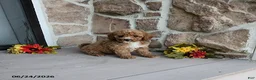Mini Goldendoodle dogs for sale: Rosa - Ad 2