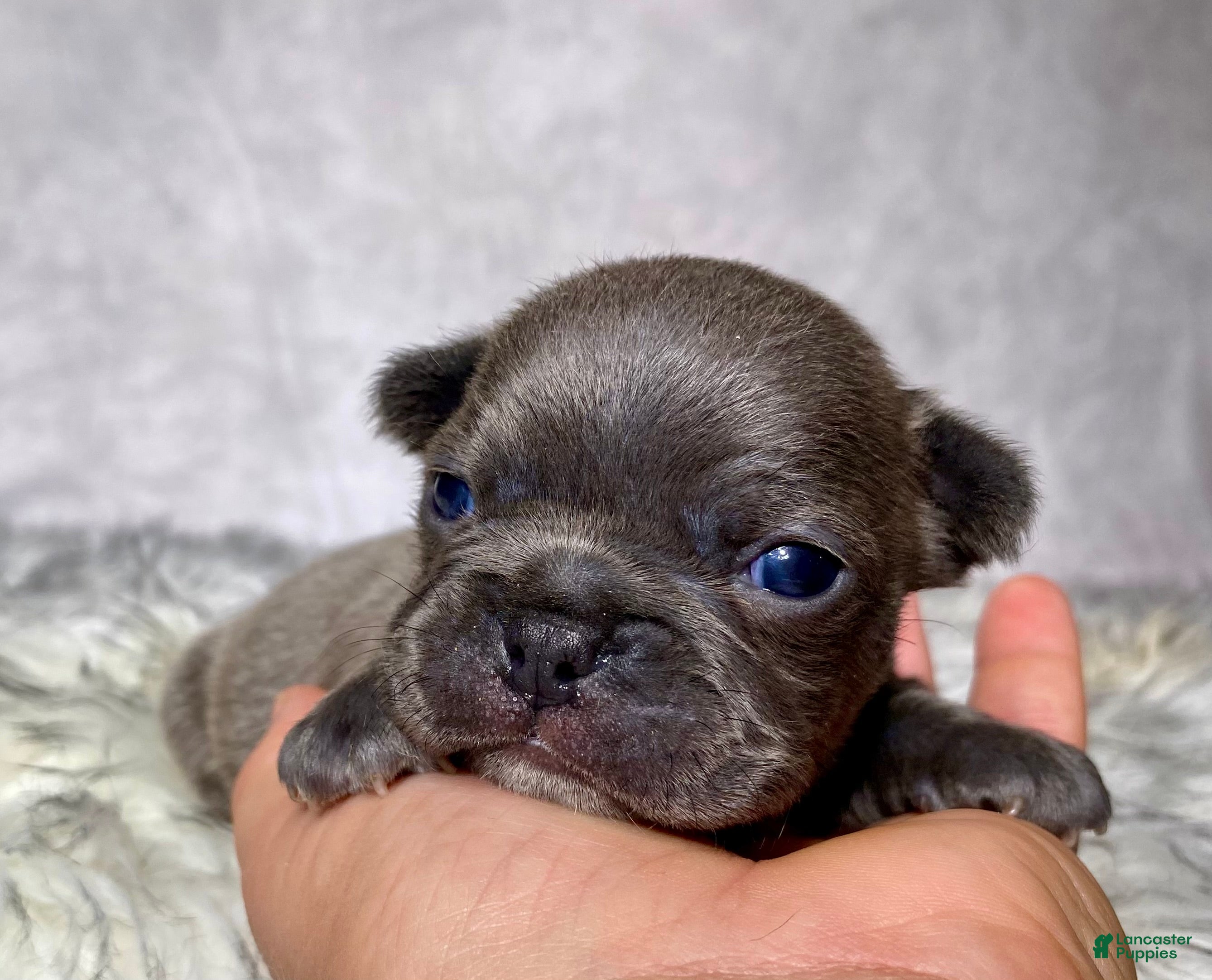 Frenchton dogs Mr. Remy  - Ad 1