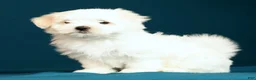 Maltese dogs for sale: Lucy - Ad 4