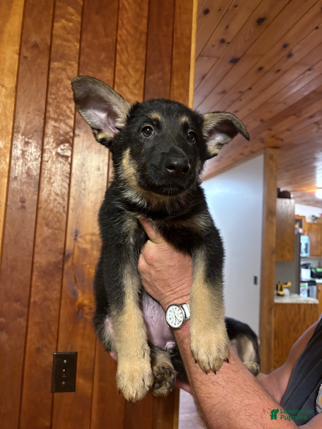 German Shepherd dogs for sale: Lila - Ad 2