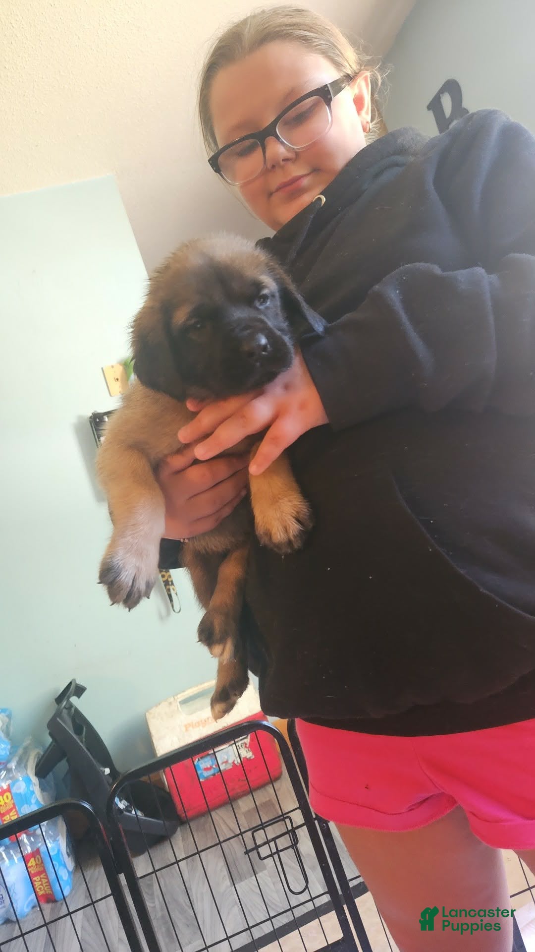 English Mastiff dogs Tan - Ad 29