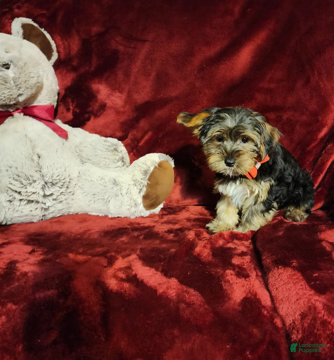 Yorkshire Terrier dogs for sale: BEAR BEAR  - Ad 10