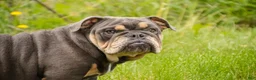 English Bulldog dogs for sale: Xena - Ad 5
