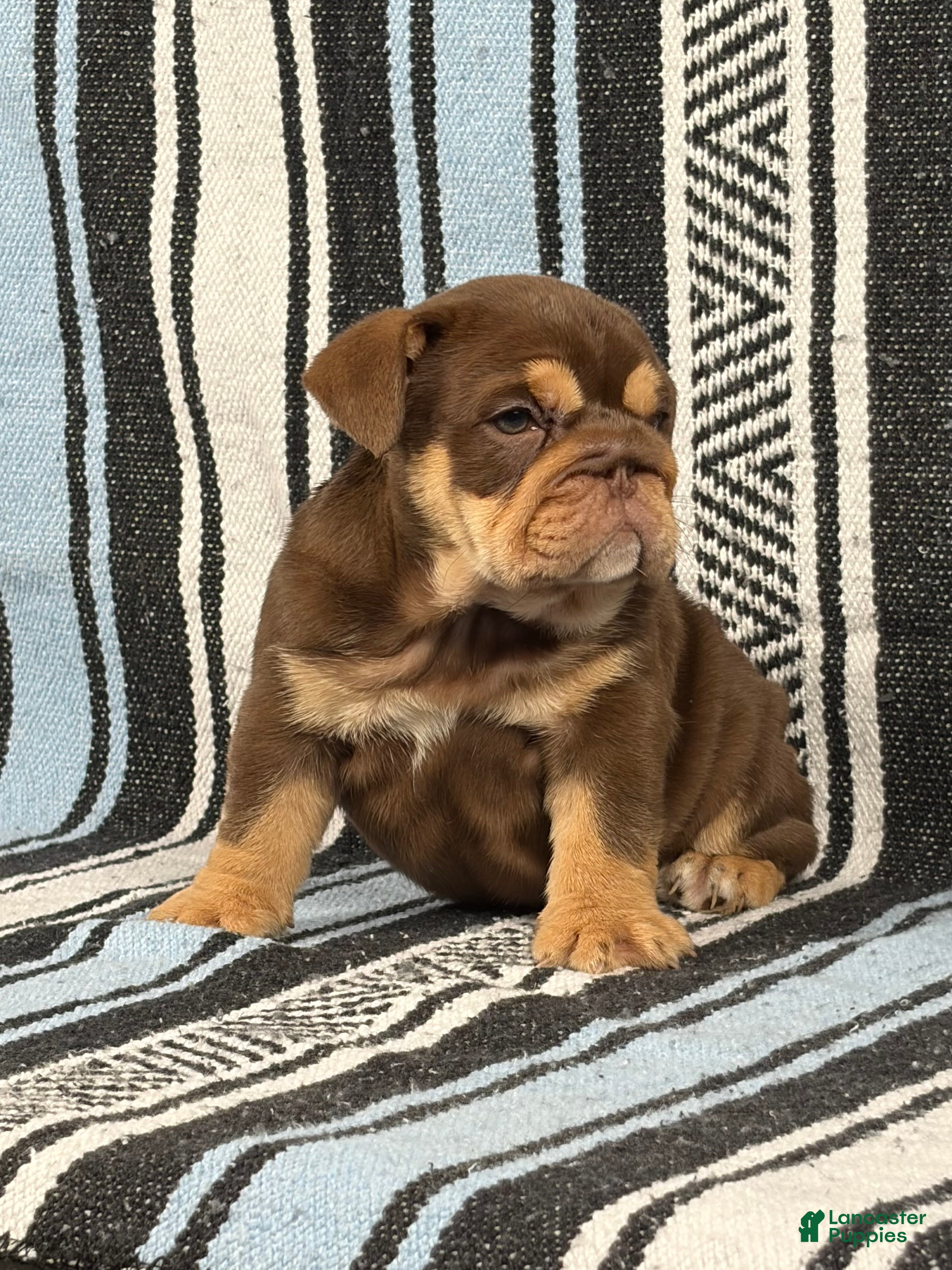 English Bulldog dogs Junie - Ad 2