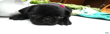 Pug 2 Roxy