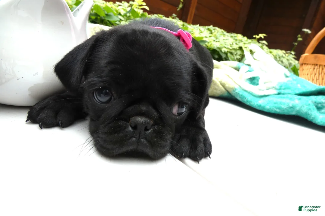 Pug dogs for sale: Pug 2 Roxy - Ad 1