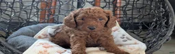 Toy Poodle dogs for sale: Wade - Ad 8