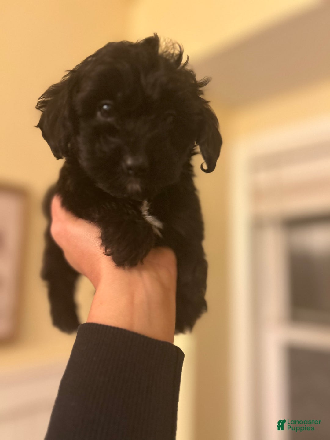 Mixed Breed dogs for sale: Puppy 2  toy aussiedoddle - Ad 10