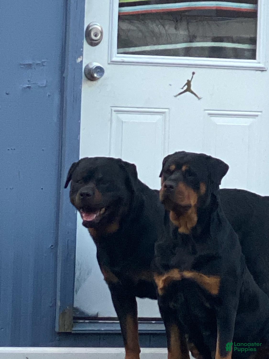 Rottweiler dogs for sale: Beautiful Purebred Rottweiler Puppies - $1,000 - Ad 20
