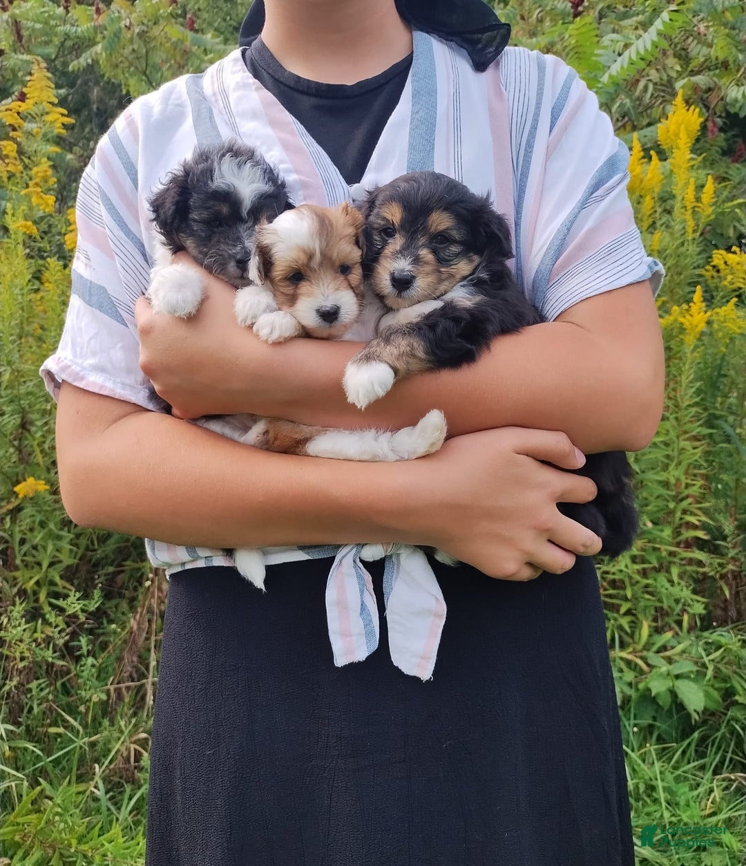 Gallery Image {{count}}