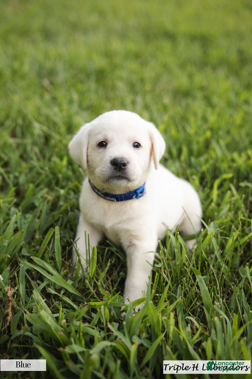 Labrador Retriever dogs Blue Collar - Ad 5