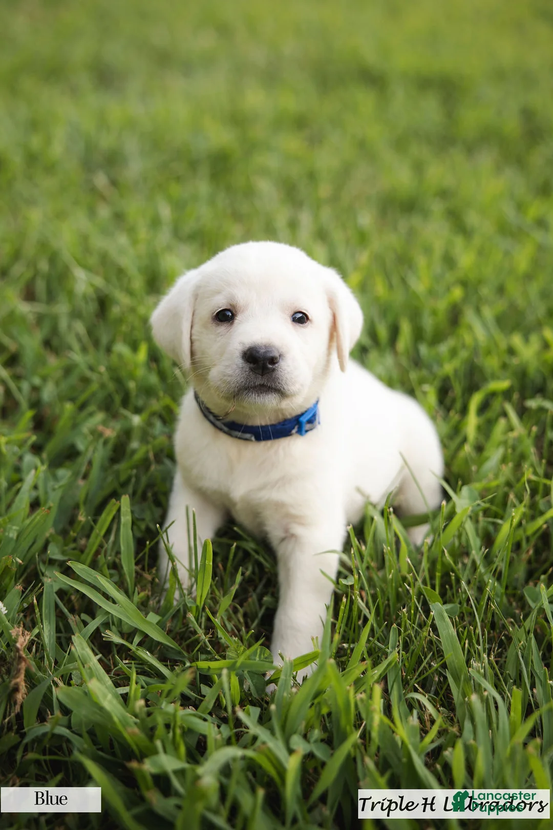 Labrador Retriever dogs for sale: Blue Collar - Ad 1