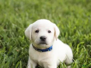 Labrador Retriever dogs Blue Collar - Ad 5