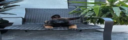 Belgian Malinois dogs for sale: Corsa - Ad 3