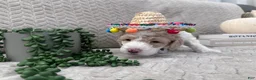 Goldendoodle dogs for sale: Jade 🩵 - Ad 27