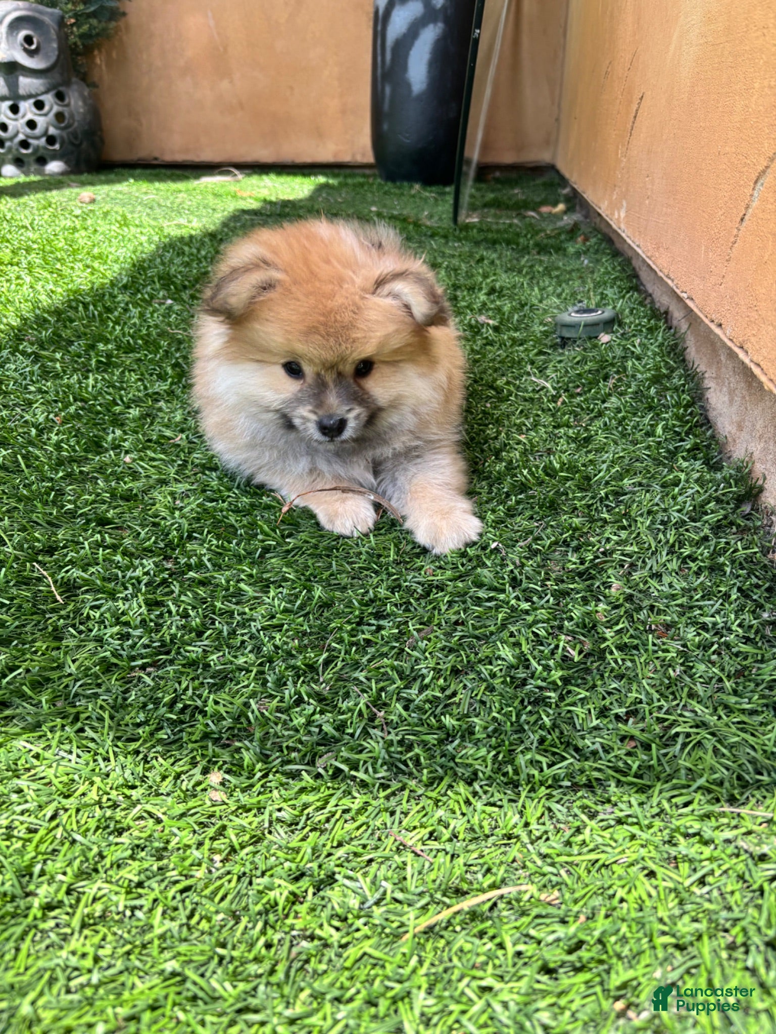 Mixed Breed dogs Mixed Breed 1 - Ad 1