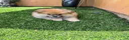 Mixed Breed dogs for sale: Mixed Breed 1 - Ad 1