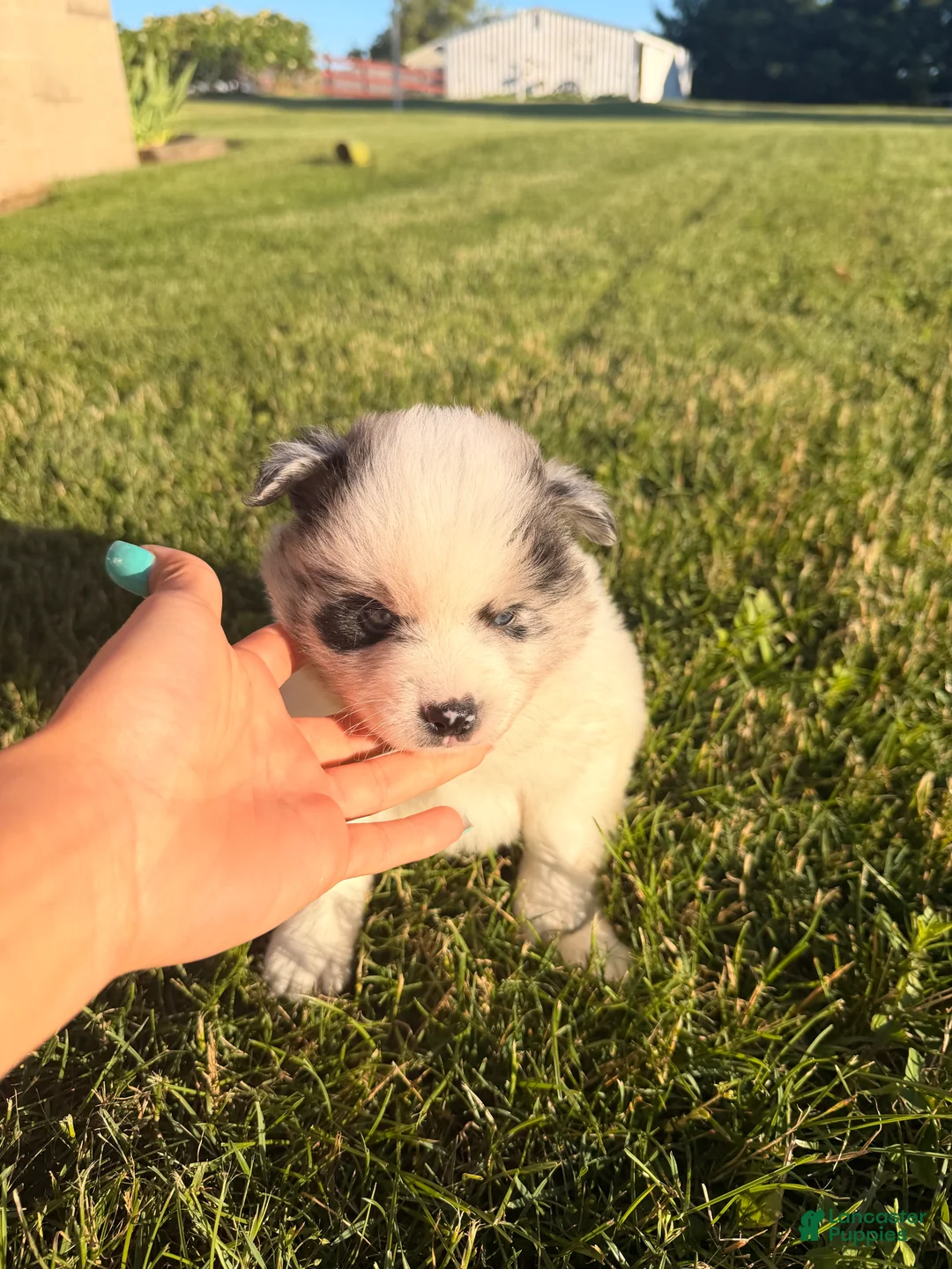 Pomsky dogs for sale: Koda - Ad 2
