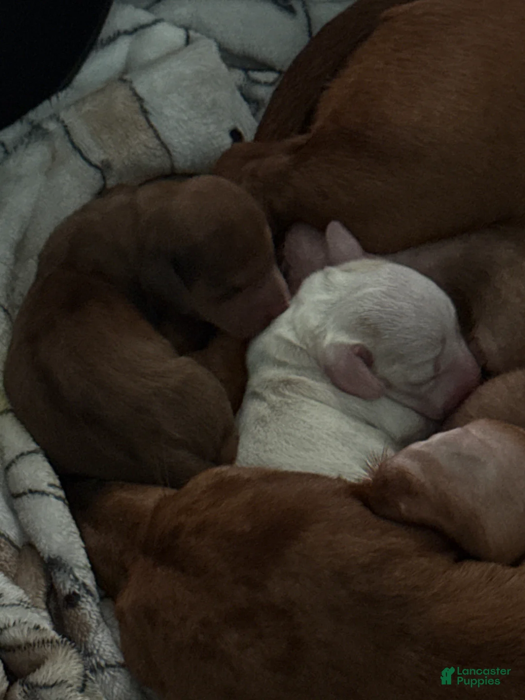 Miniature Dachshund dogs for sale: Miniature Dachshund Puppy 1 - Ad 8