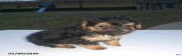 Yorkiepoo dogs for sale: Theo - Ad 6