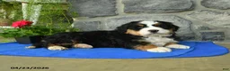 Bernese Mountain Dog dogs for sale: Fern - Ad 2