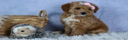 Mini Goldendoodle dogs for sale: 🐾 Meet Nixie – F2B Mini Goldendoodle Puppy 🐾 - Ad 13
