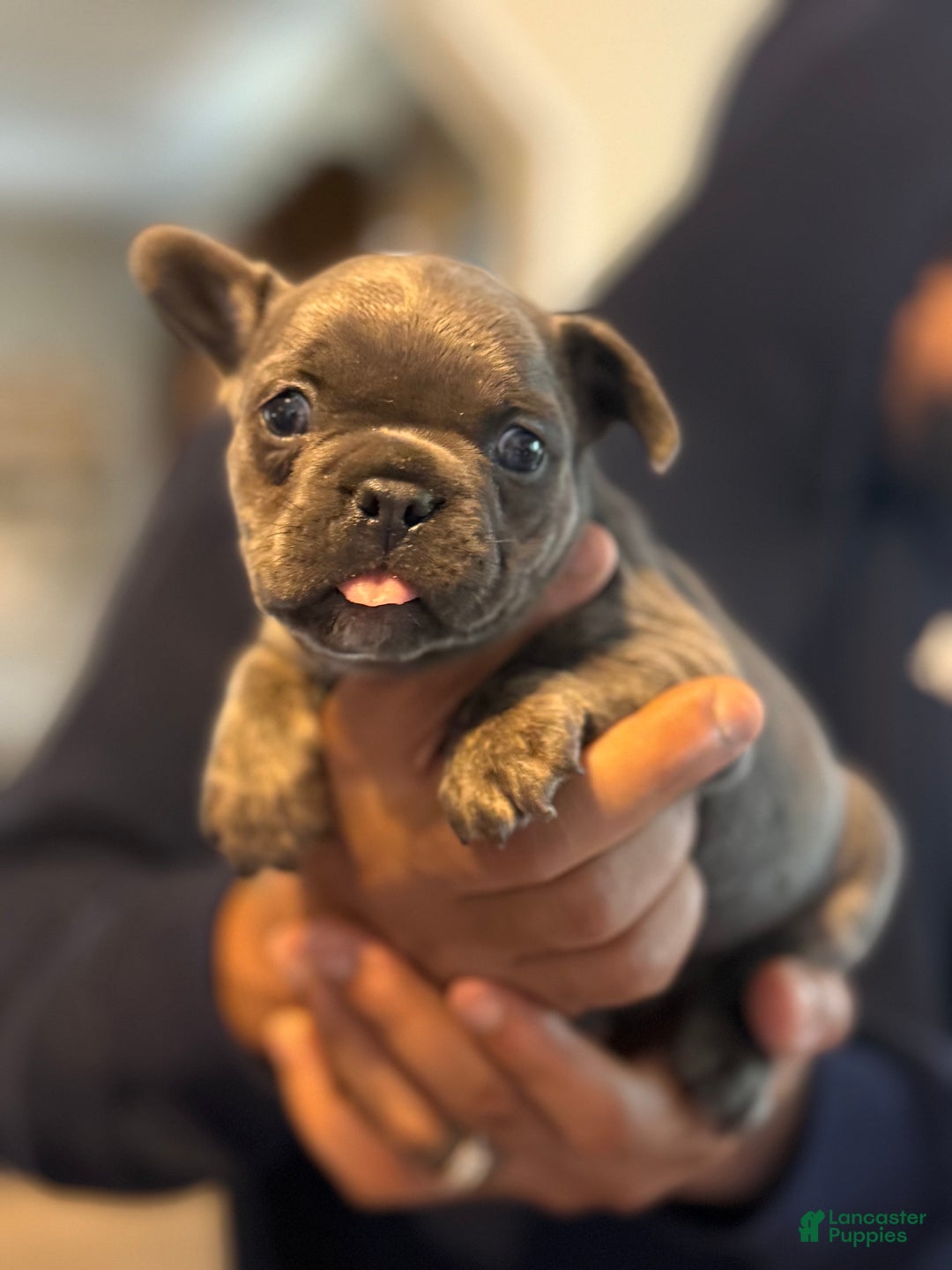 French Bulldog dogs for sale: French Bulldog Puppy 1 - Ad 1