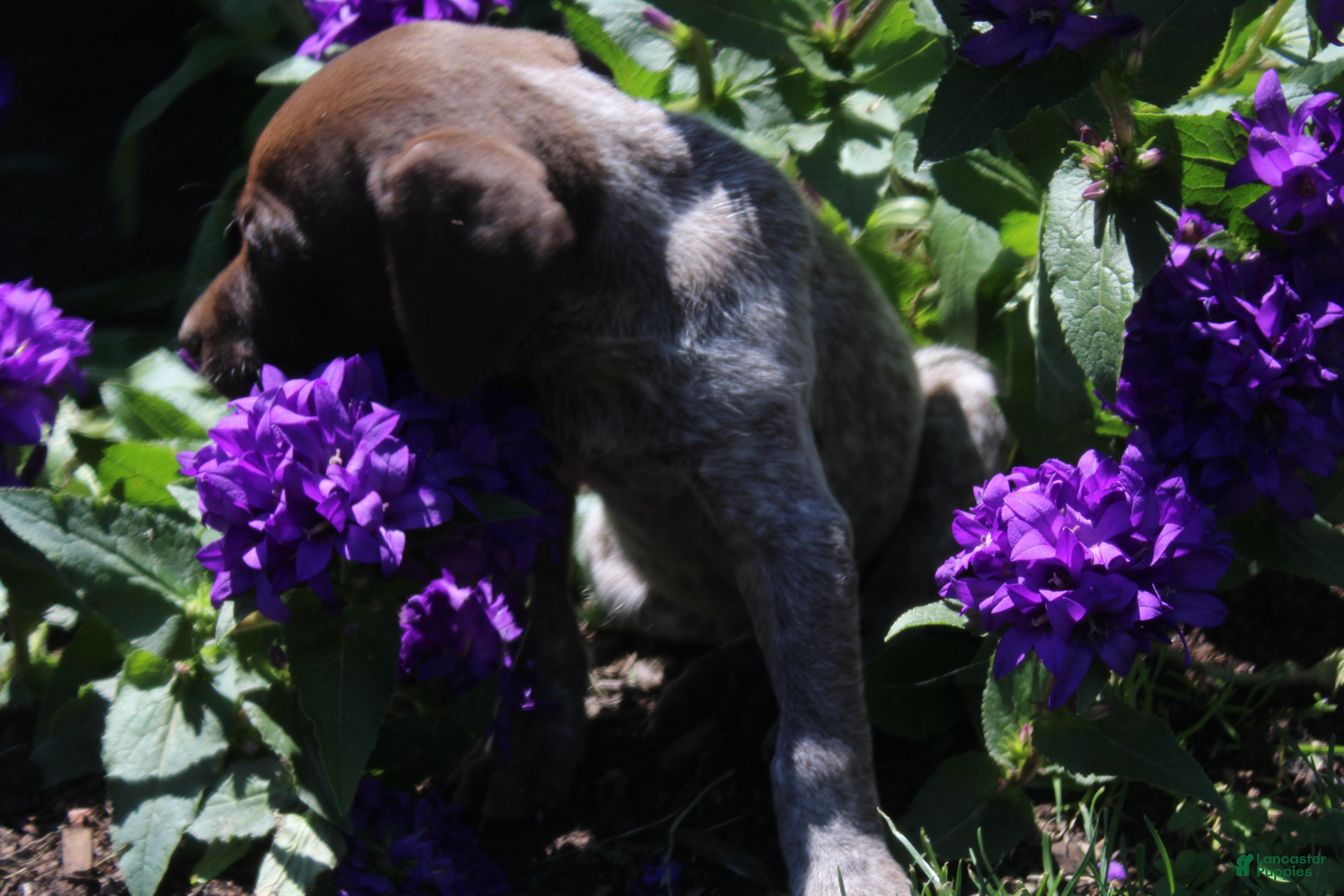 German Shorthaired Pointer dogs Tebow  - Ad 2