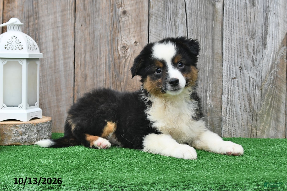 Miniature Australian Shepherd dogs Reece - Ad 2