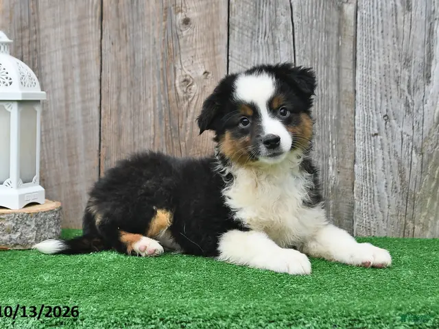 Miniature Australian Shepherd dogs for sale: Reece - Ad 2