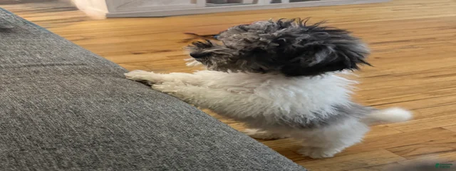 Astro 