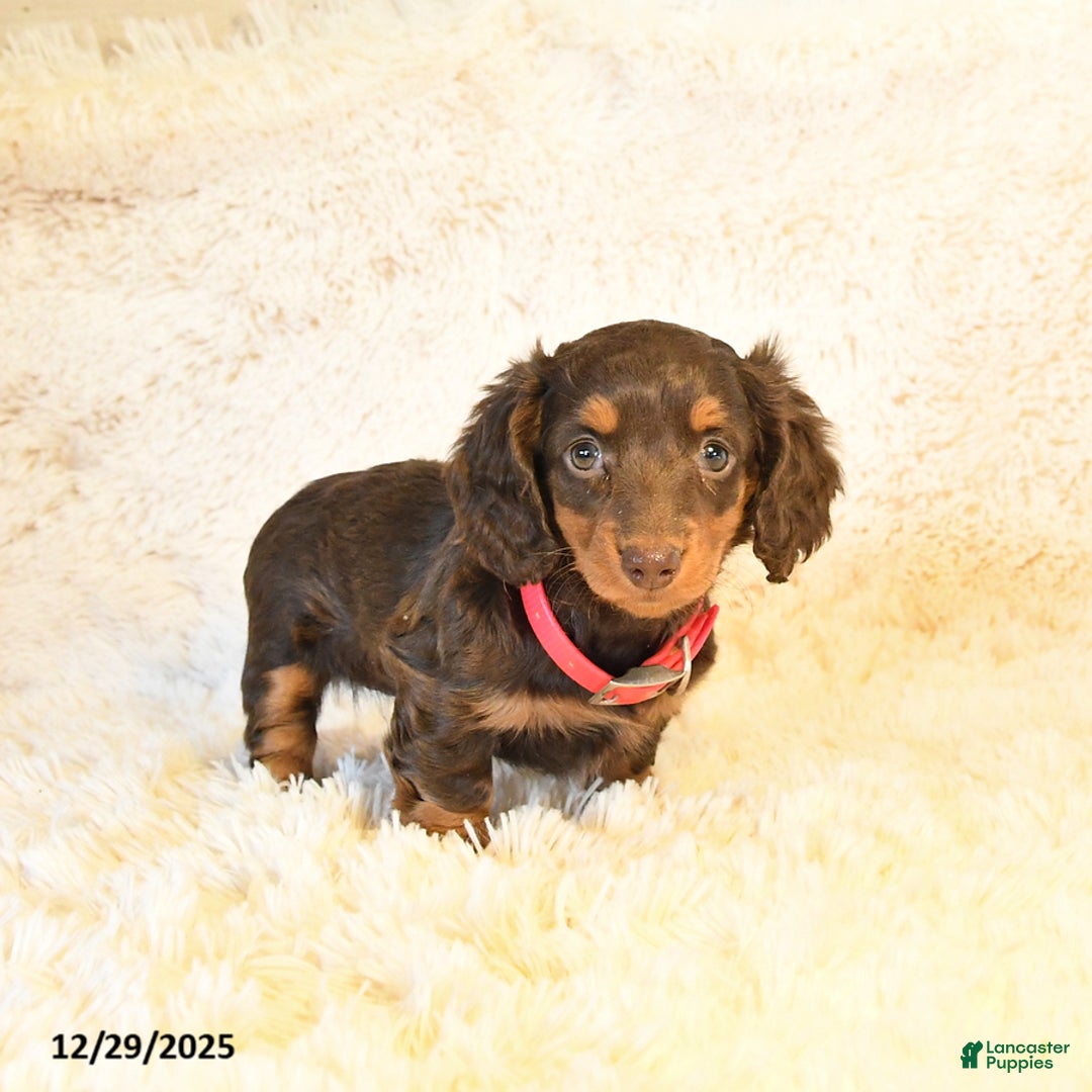 Miniature Dachshund dogs for sale: Frisky - Ad 5