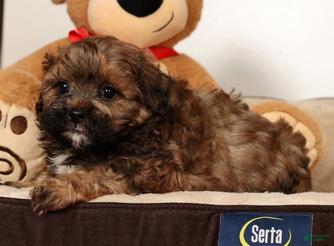 Shihpoo dogs for sale: Bear - Ad 6