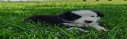 Border Collie dogs for sale: Skipper  - Ad 5