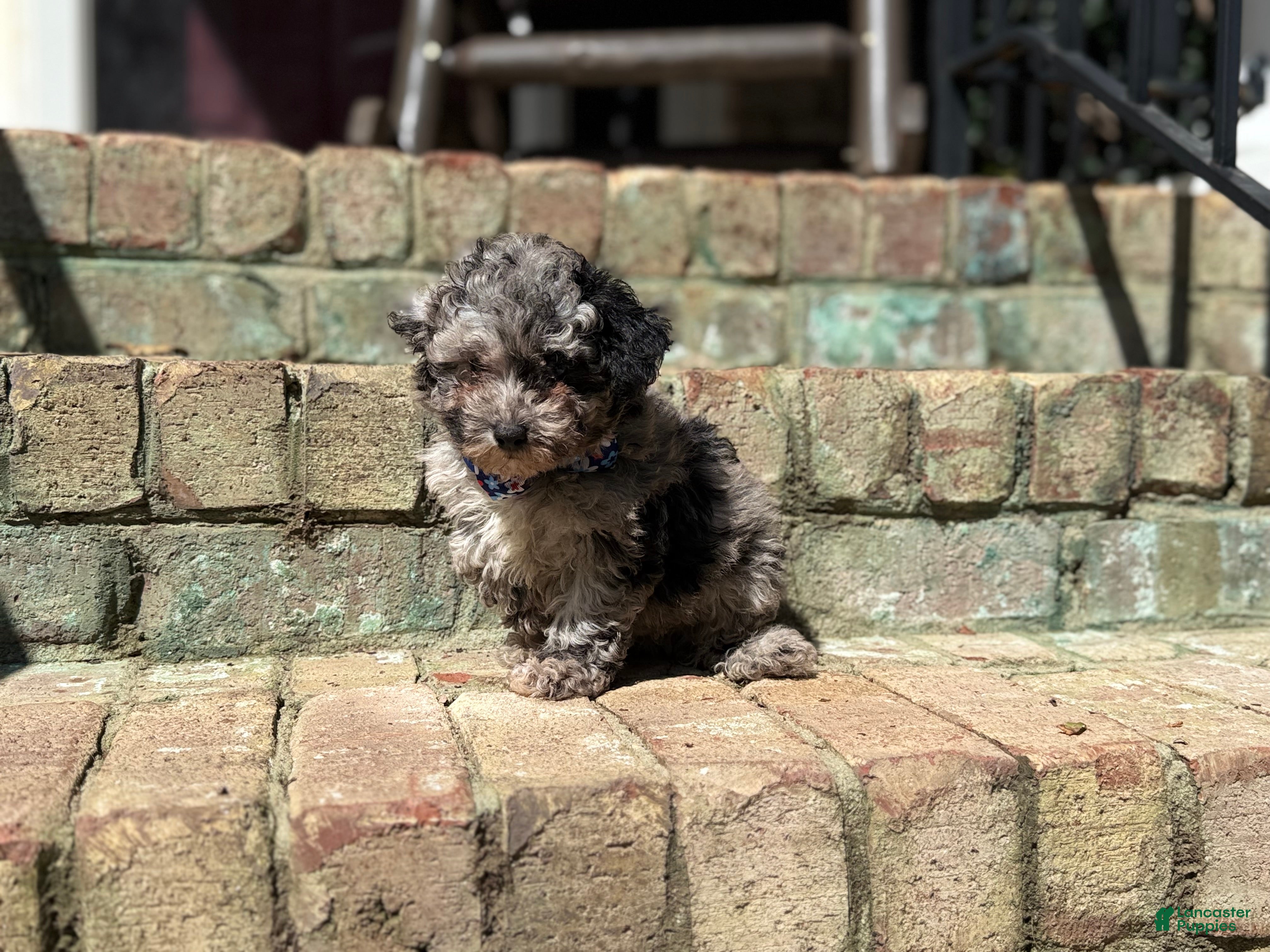 Miniature Poodle dogs for sale: Asher - Ad 15