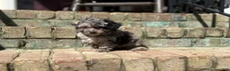 Miniature Poodle dogs for sale: Asher - Ad 1