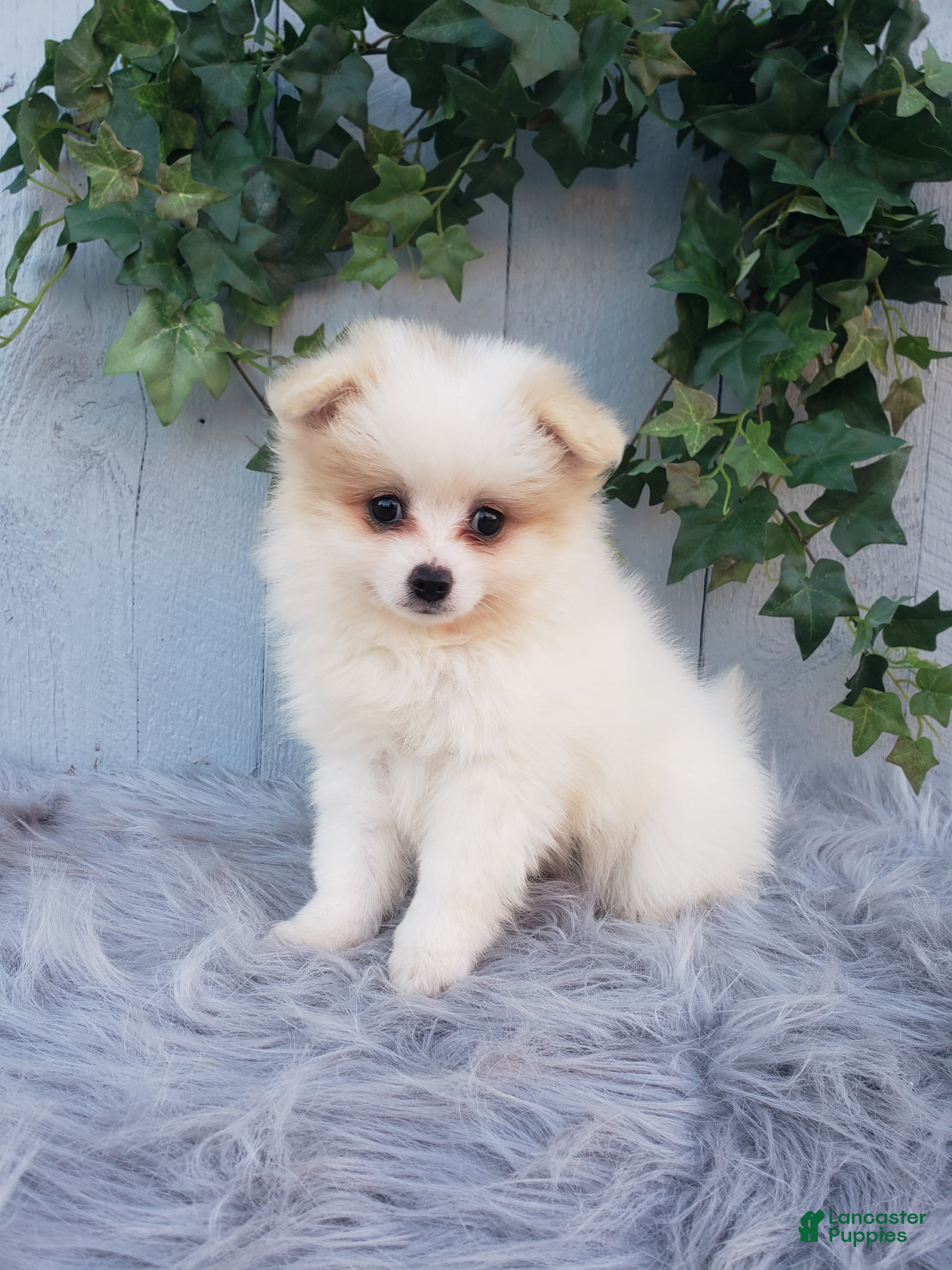 Pomeranian dogs Sage  - Ad 1