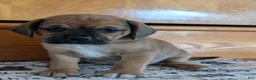 Puggle dogs for sale: Kenny  - Ad 12