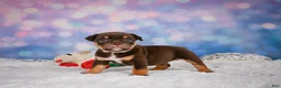 English Bulldog dogs for sale: Molly - Ad 5