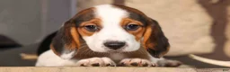 Beagle dogs for sale: Dottie🎀 - Ad 1