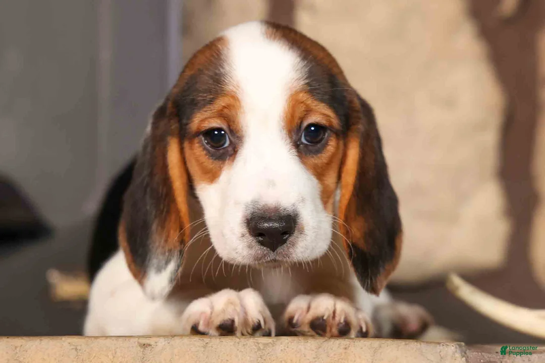 Beagle dogs for sale: Dottie🎀 - Ad 1