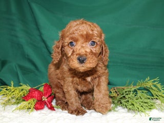 Miniature Poodle dogs - Ad 31