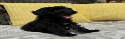 Toy Poodle dogs for sale: George - Ad 6