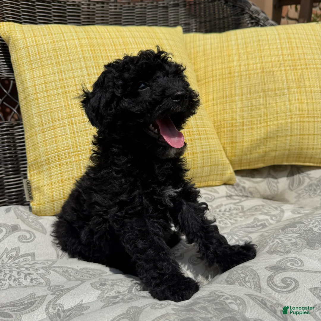 Toy Poodle dogs for sale: George - Ad 6