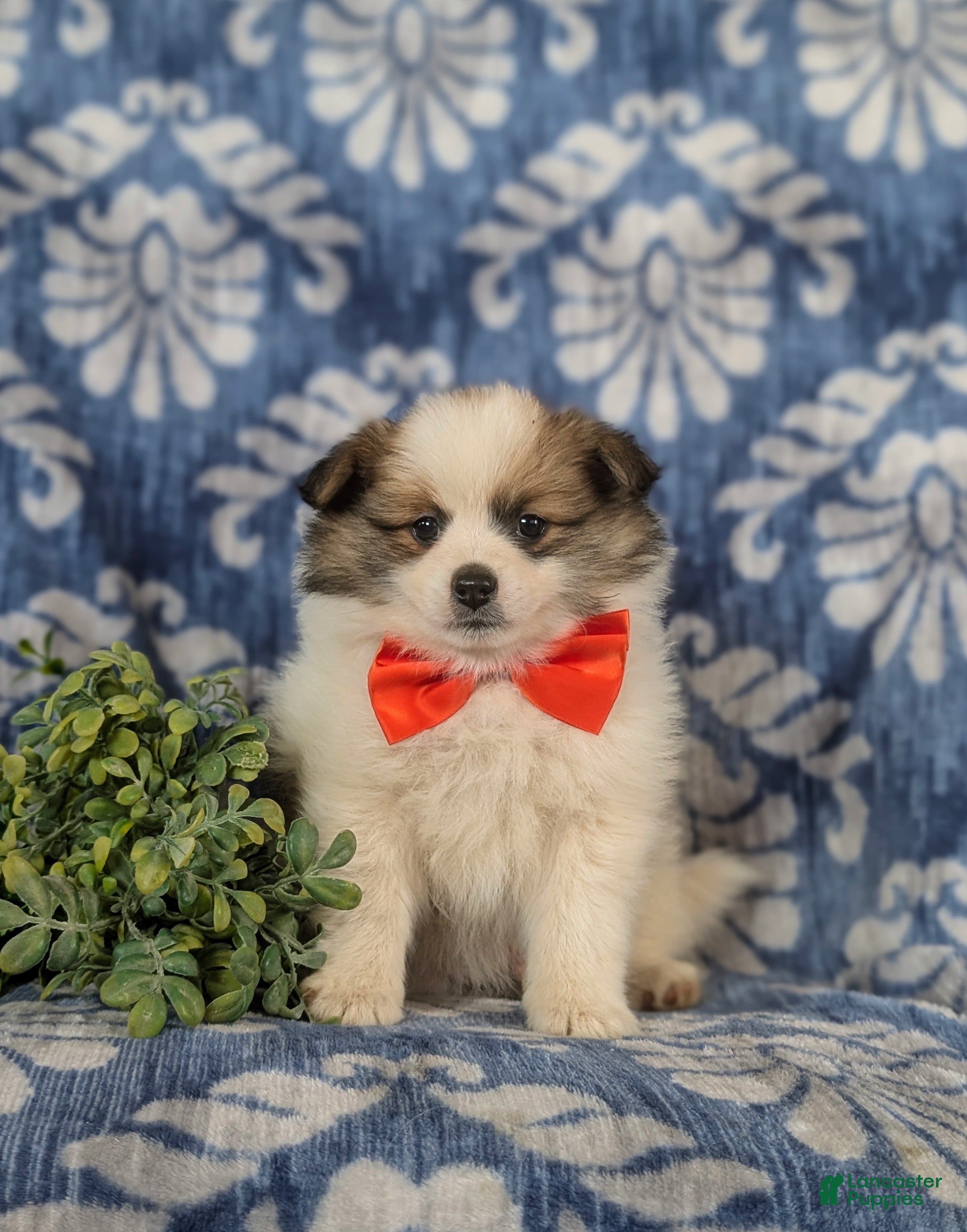 Pomeranian dogs Lamar - Ad 2