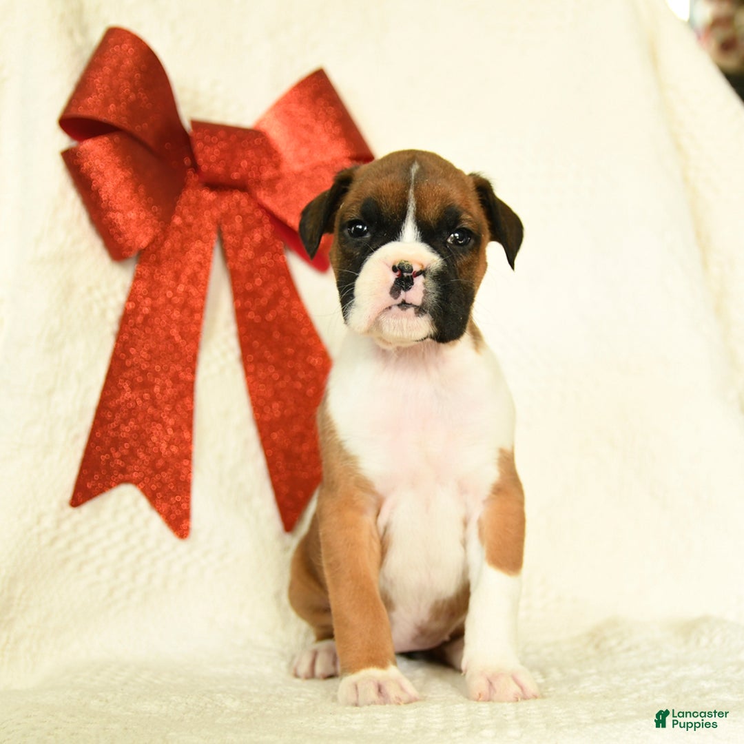 Boxer dogs for sale: Jingles - Ad 4
