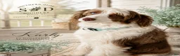 Aussiedoodle dogs for sale: Aussiedoodle 5 - Ad 9