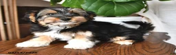 Morkie dogs for sale: Badger - Ad 4