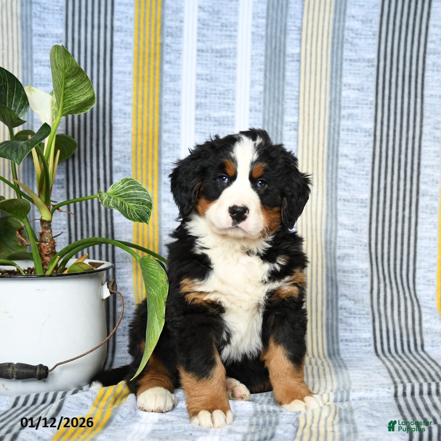 Bernese Mountain Dog dogs Barkey - Ad 19